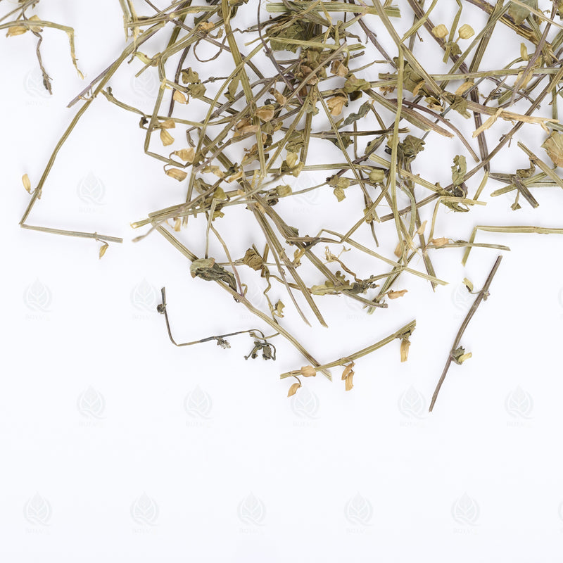 Scutellaire barbue (Ban Zhi Lian) – vue de dessus