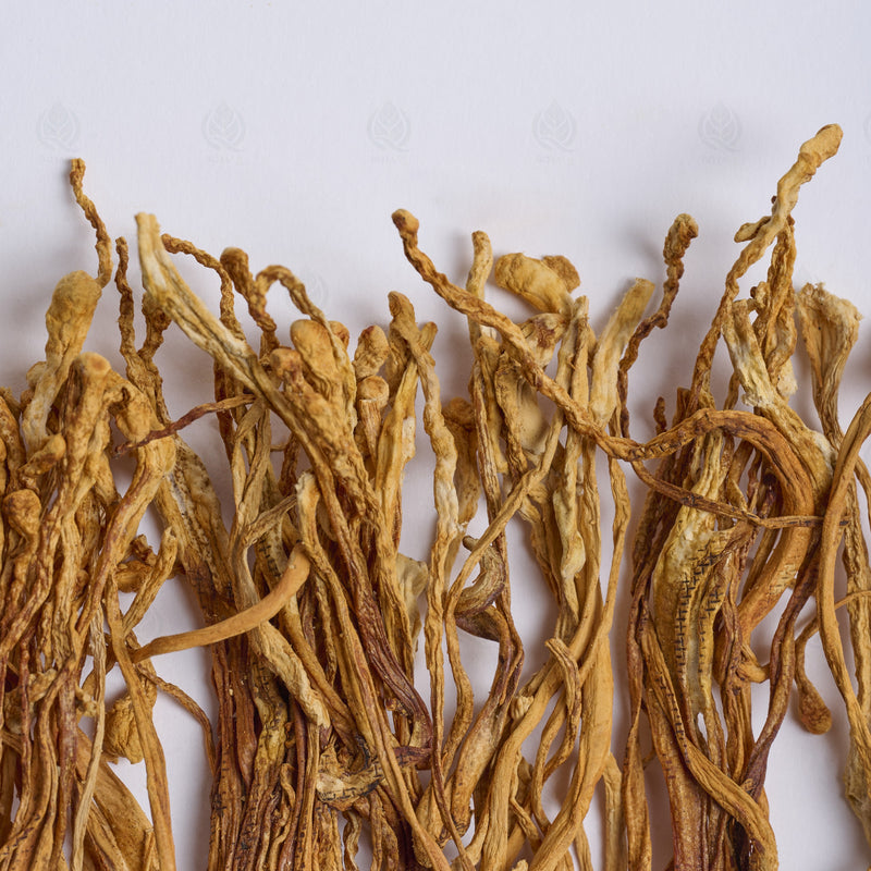 Fleur de Cordyceps militaris (Chong Cao Hua) – vue de dessus