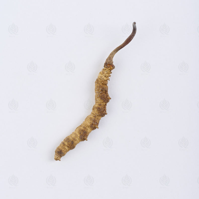 Cordyceps de l’Himalaya (Dong Chong Xia Cao) – vue de dessus
