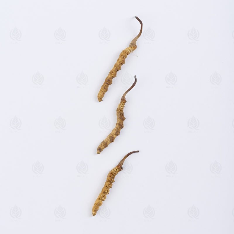 Cordyceps de l’Himalaya (Dong Chong Xia Cao) – vue de dessus