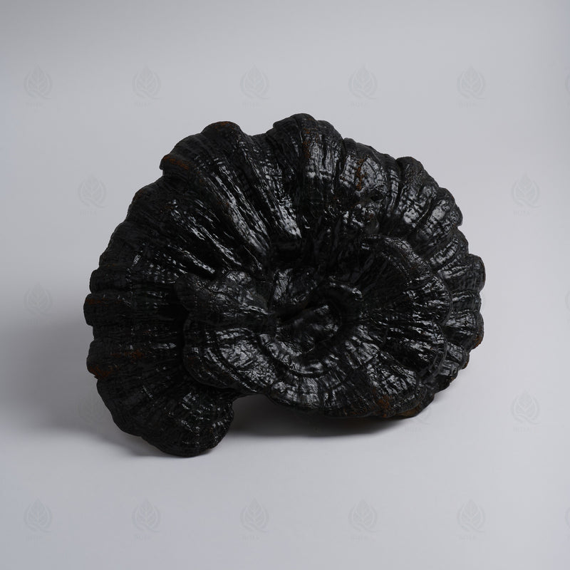 Reishi (Ganoderme luisant) (Ling Zhi) – vue de côté