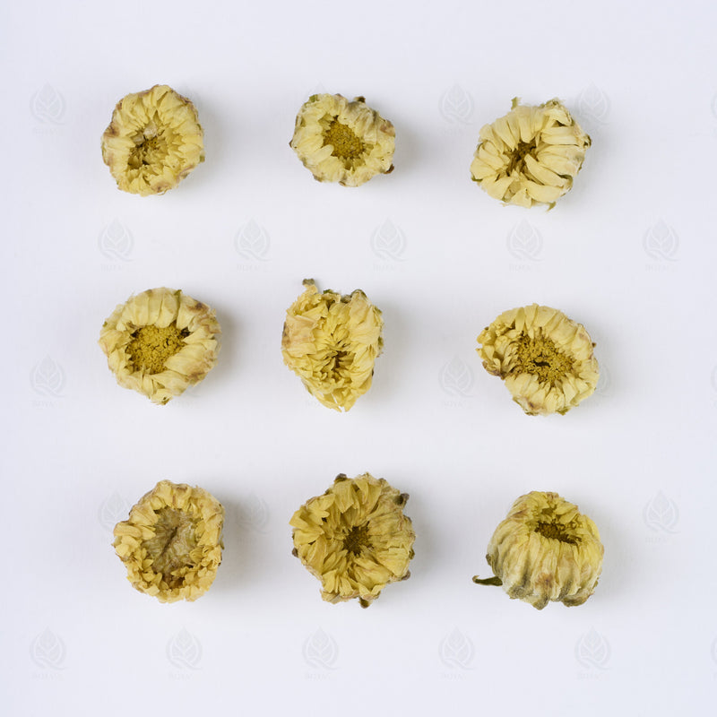 Boutons de Chrysanthème (gros) (Tai Ju Hua) – vue de dessus
