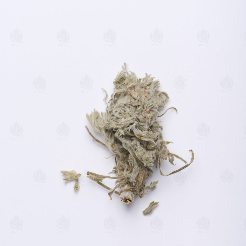Armoise capillaire - 茵陈蒿 (Yin Chen Hao)