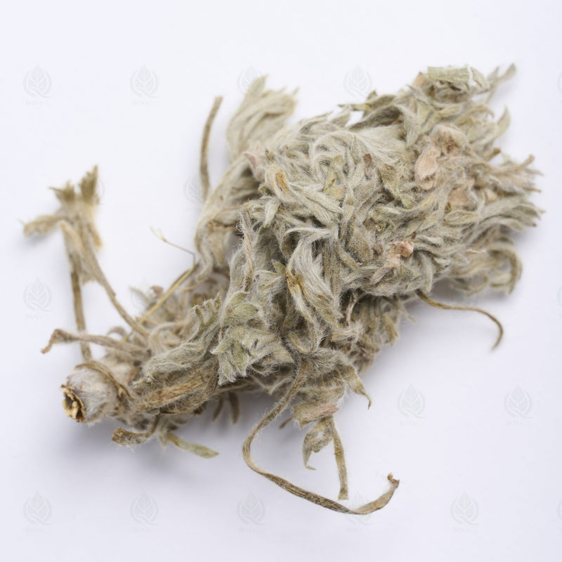 Armoise capillaire - 茵陈蒿 (Yin Chen Hao)