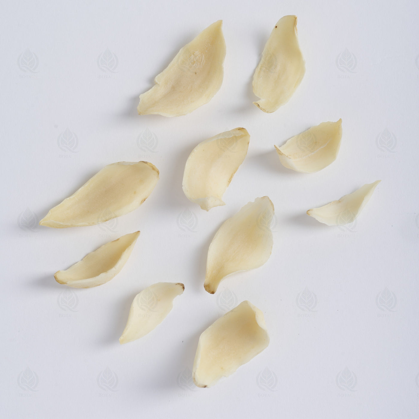 Bulbe de Lys (Bai He) – vue de dessus