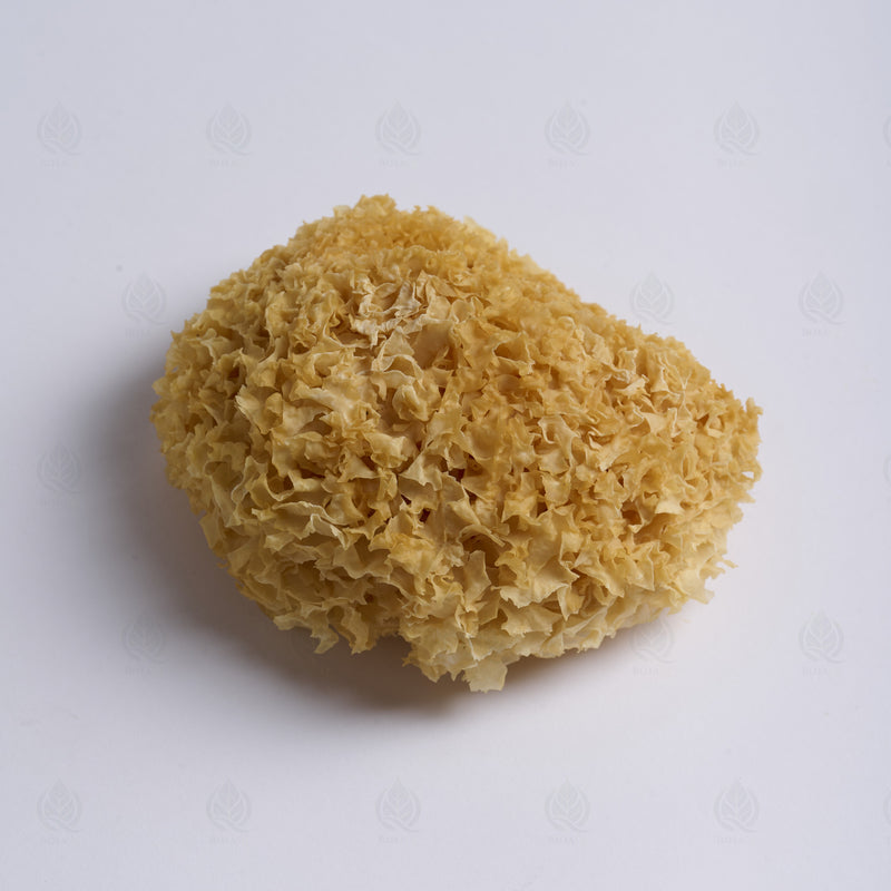Trémelle blanche (Champignon des neiges) (Yin Er) – vue de côté