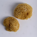 Trémelle blanche (Champignon des neiges) (Yin Er) – vue de dessus