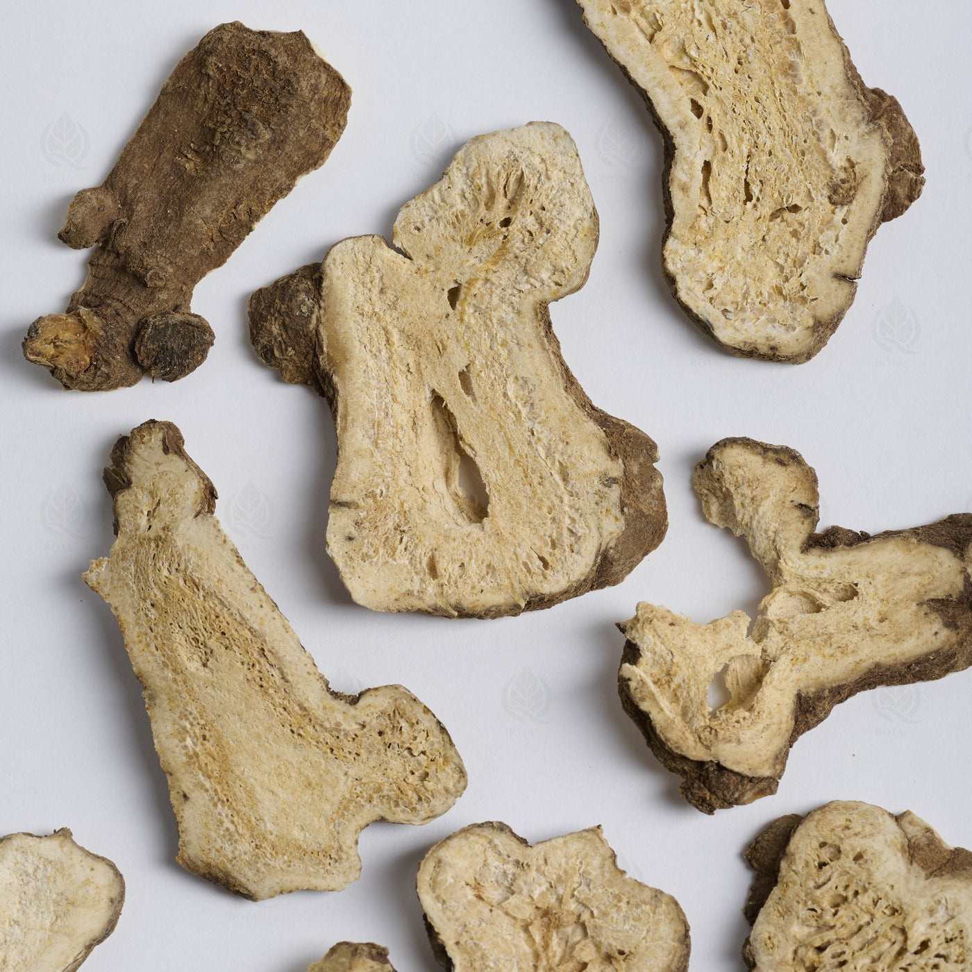 Atractylode (rhizome blanc) (Bai Zhu) – vue de dessus