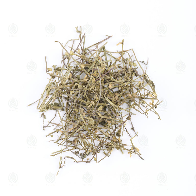 Scutellaire barbue (Ban Zhi Lian) – vue de dessus
