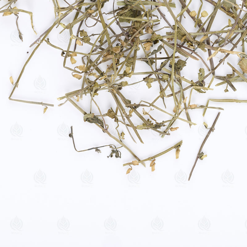 Scutellaire barbue (Ban Zhi Lian) – vue de dessus
