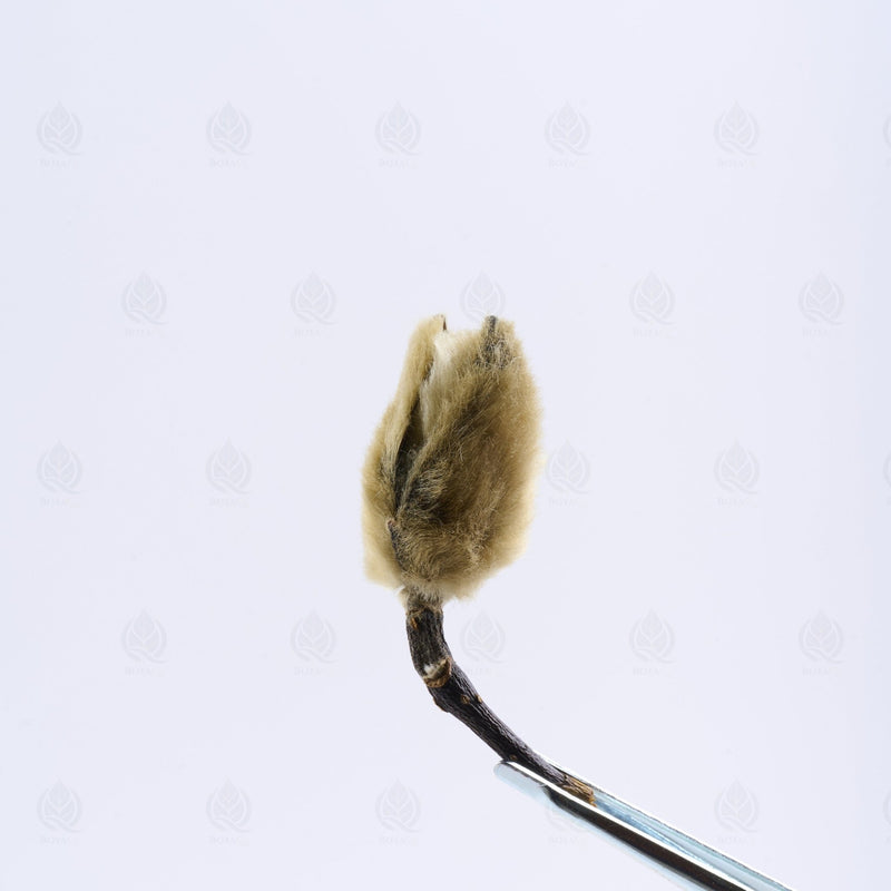 Boutons de Magnolia - 辛夷花 (Xin Yi Hua)