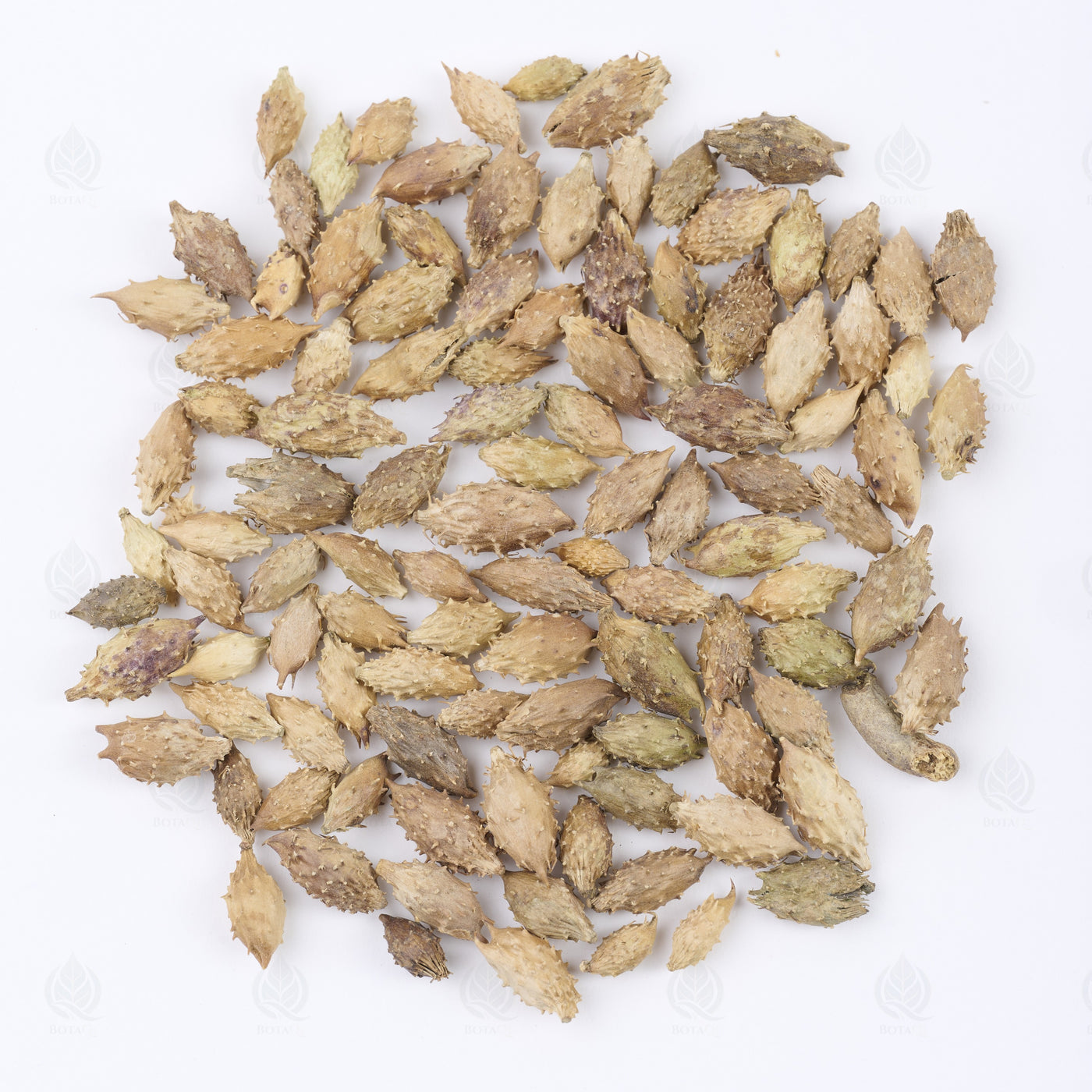 Fruits de Xanthium (Cang Er Zi) – vue de dessus