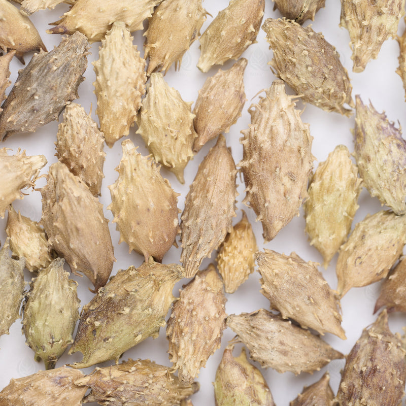 Fruits de Xanthium (Cang Er Zi) – vue de dessus