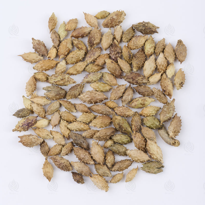 Fruits de Xanthium (Cang Er Zi) – vue de dessus