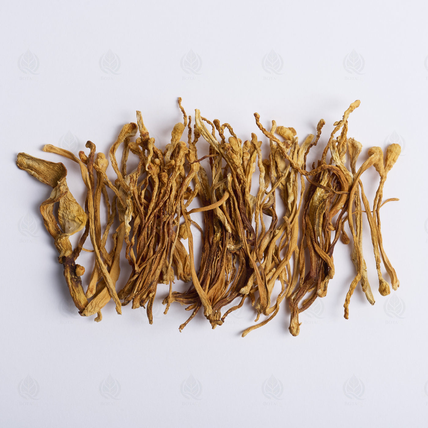 Fleur de Cordyceps militaris (Chong Cao Hua) – vue de dessus