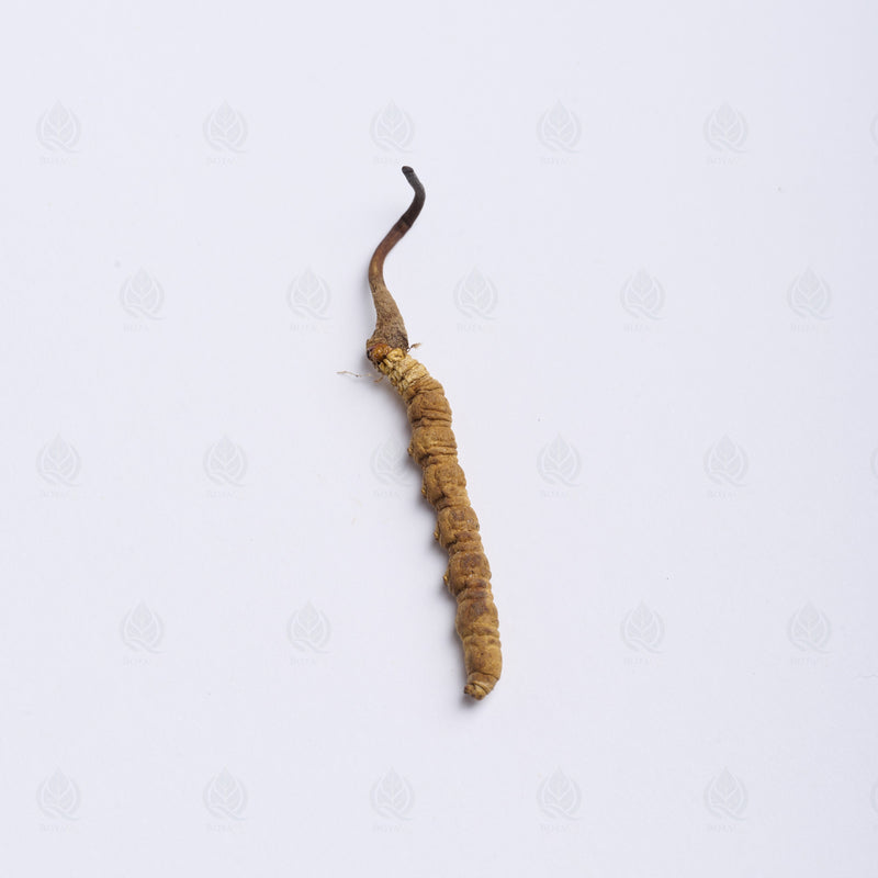 Cordyceps de l’Himalaya (Dong Chong Xia Cao)