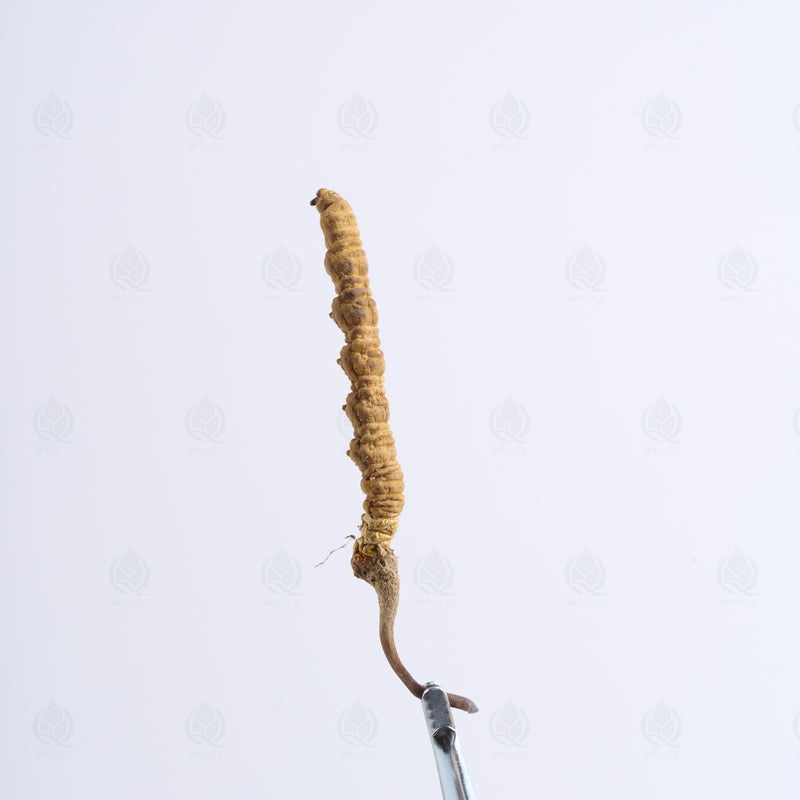 Cordyceps de l’Himalaya (Dong Chong Xia Cao)