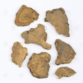 Rhubarbe officinale (Da Huang) – vue de dessus
