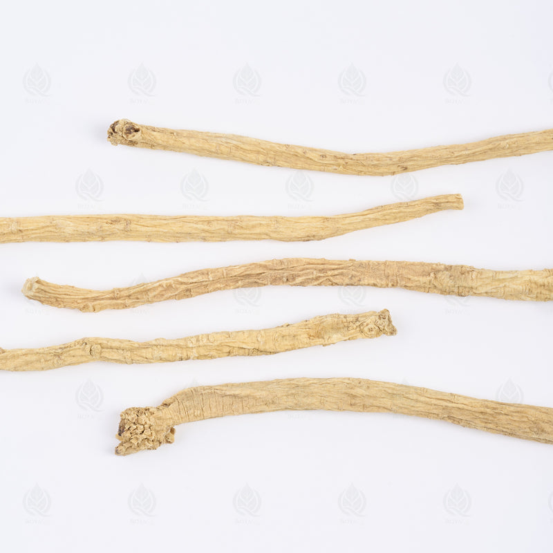 Codonopsis (Dang Shen) – vue de dessus
