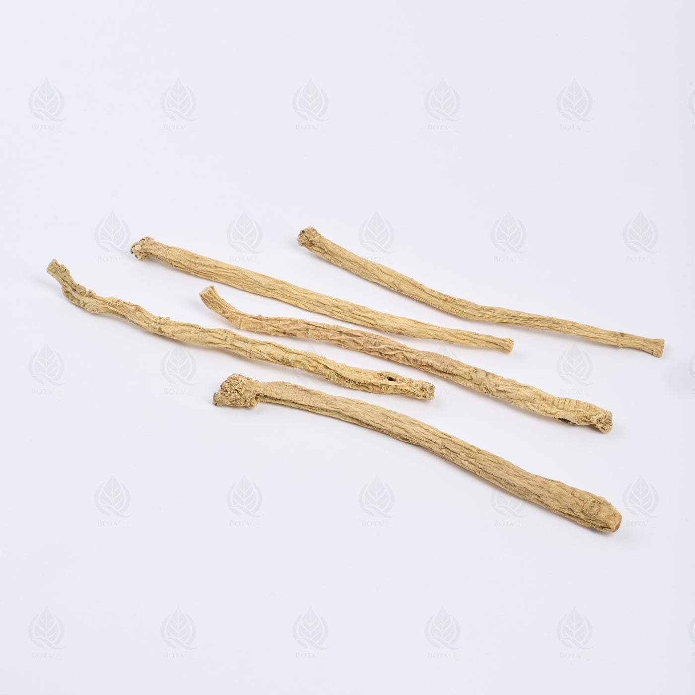 Codonopsis (Dang Shen) – vue de dessus