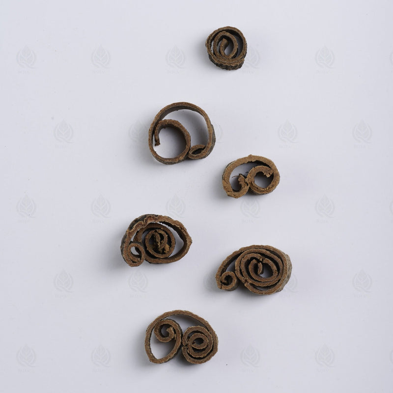 Écorce de Magnolia officinalis - 厚朴 (Hou Po)