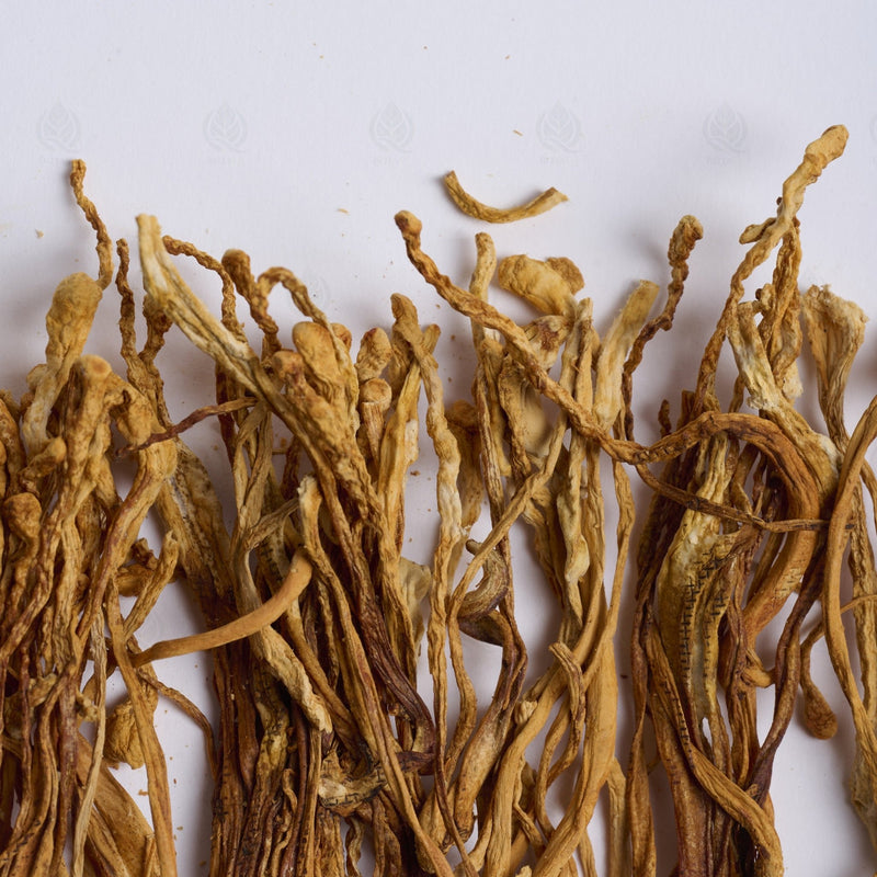 Fleur de Cordyceps militaris - 蛹虫草 (Chong Cao Hua)