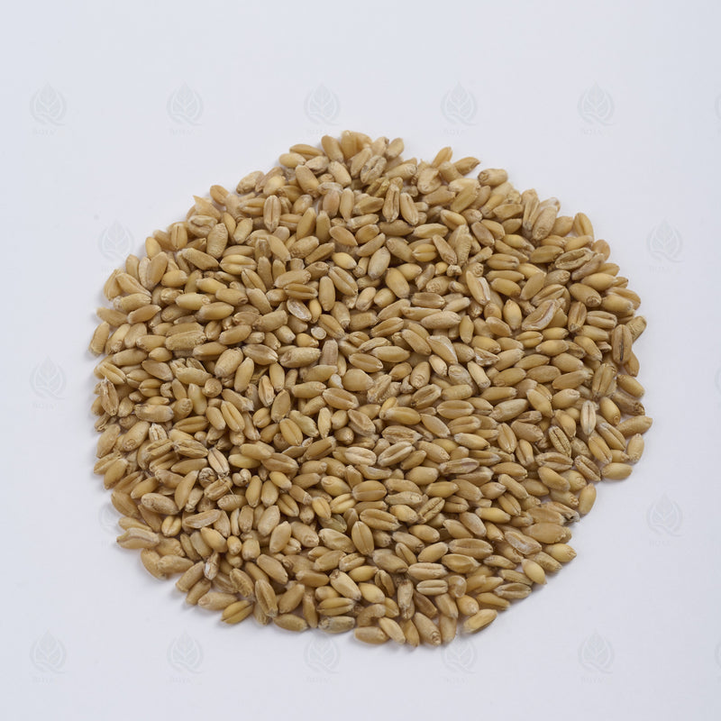Grains de Blé légers (flottants) (Fu Xiao Mai) – vue de côté