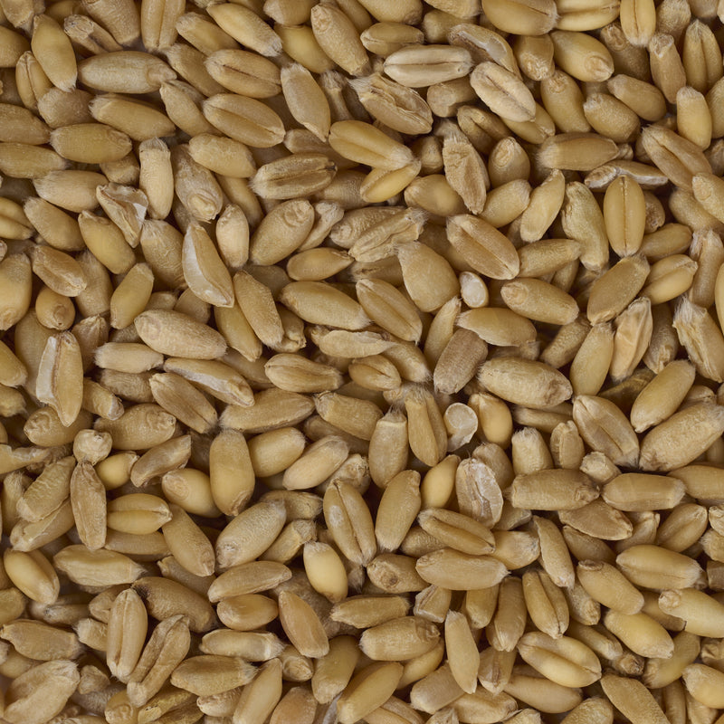 Grains de Blé légers (flottants) (Fu Xiao Mai) – vue de dessus