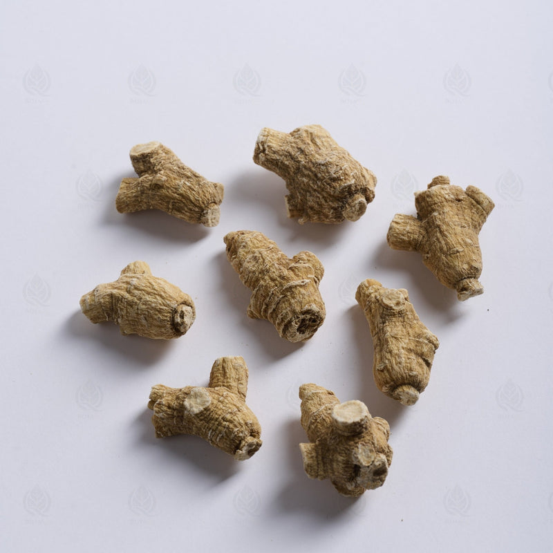 Ginseng Américain (racine entière) - 西洋参 (Xi Yang Shen)