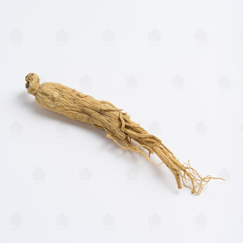 Ginseng Blanc (racine) - 人参 (Ren Shen)