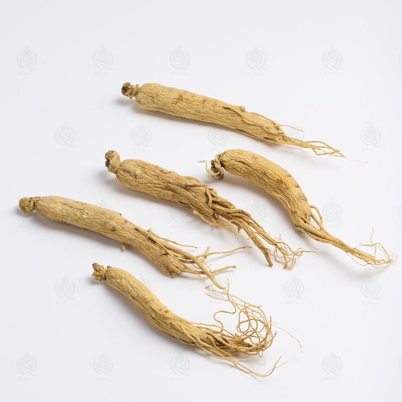 Ginseng Blanc (racine) - 人参 (Ren Shen)