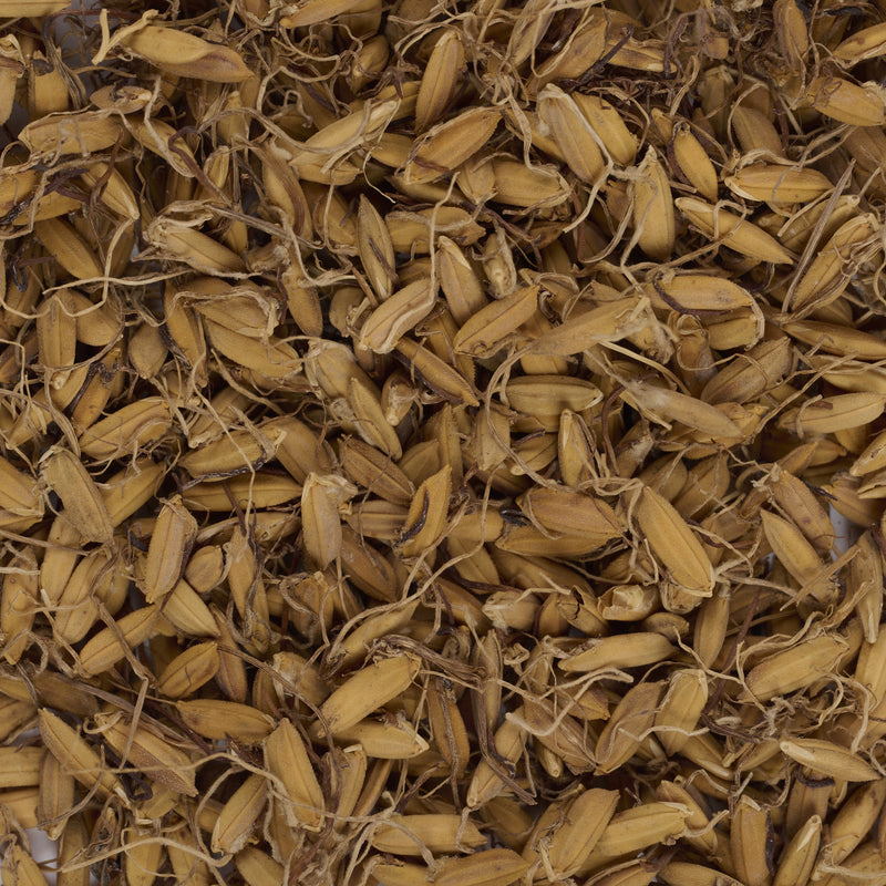 Pousses de Millet germées (Gu Ya) – vue de dessus