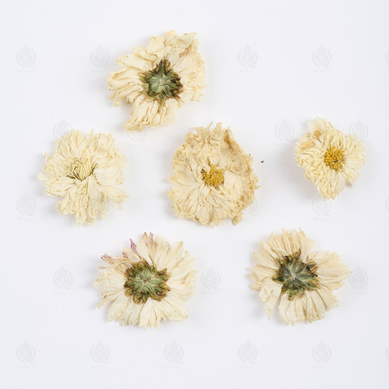 Boutons de Chrysanthème (Ju Hua) – vue de dessus