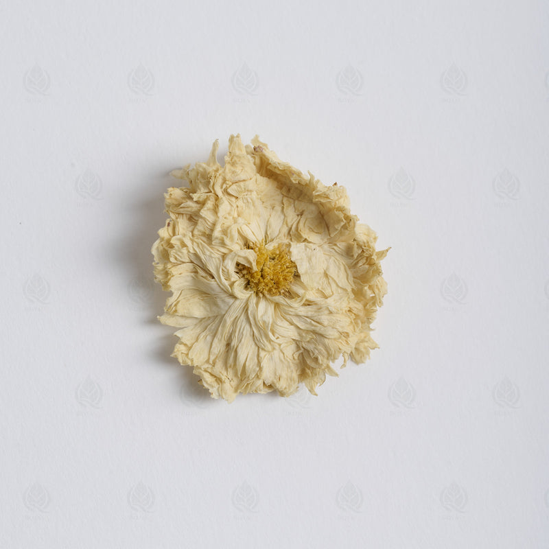 Boutons de Chrysanthème (Ju Hua) – vue de dessus