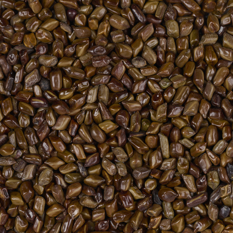 Graines de Cassia tora (Jue Ming Zi) – vue de dessus