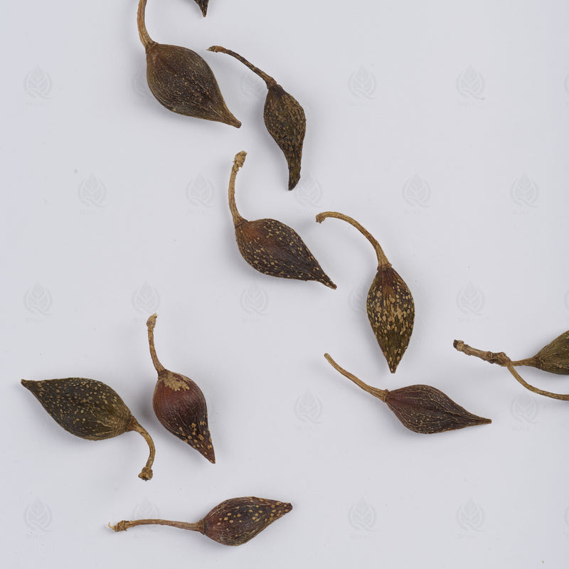 Fruits de Forsythia (Lian Qiao) – vue de dessus