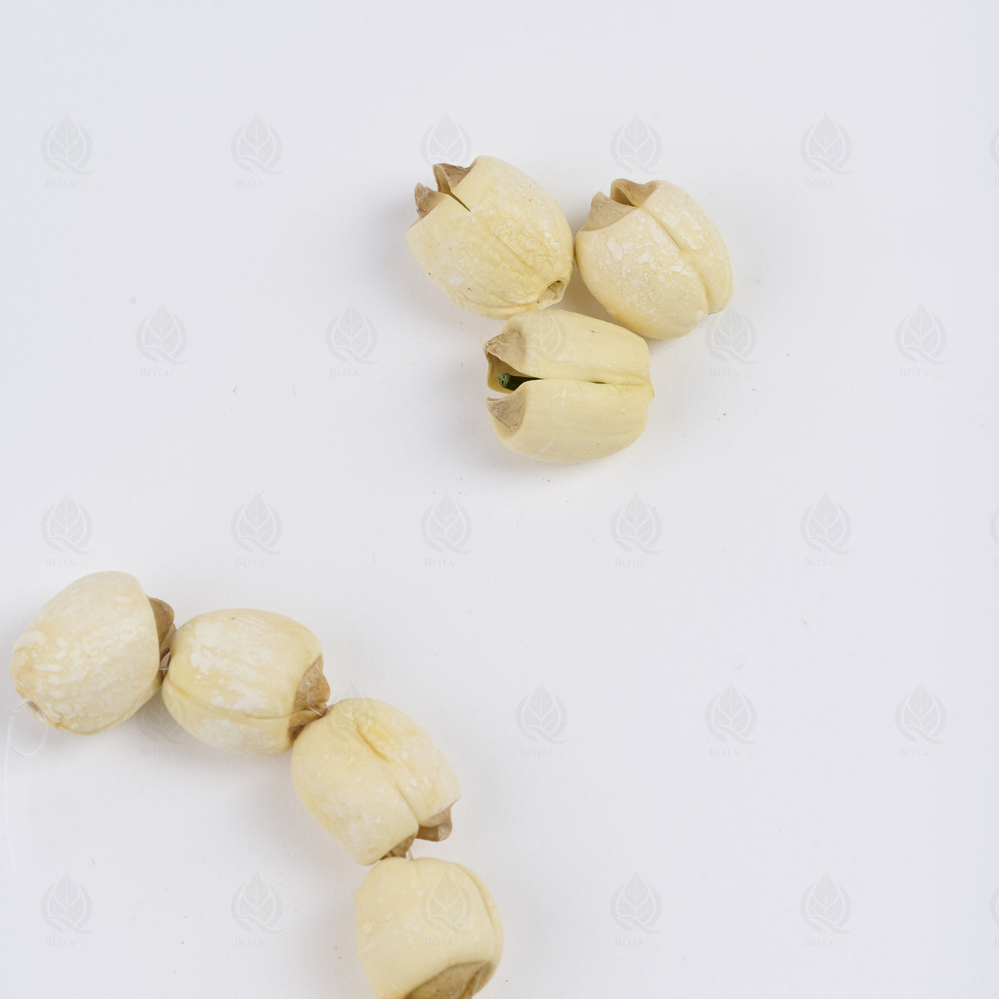 Graines de Lotus (Lian Zi) – vue de dessus