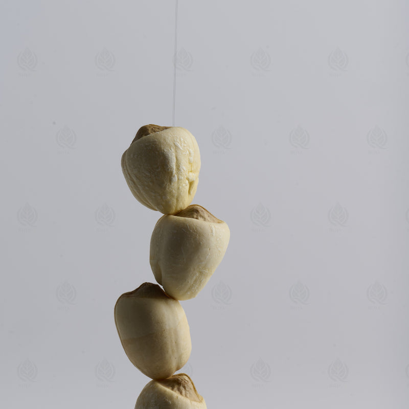 Graines de Lotus (Lian Zi) – vue de face