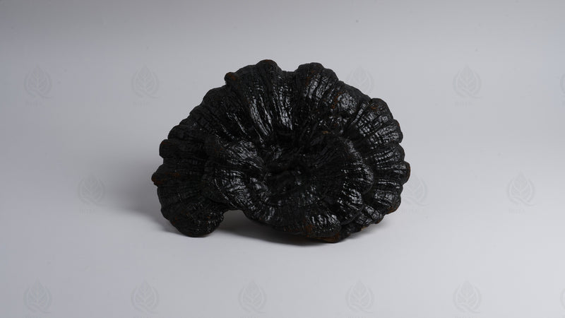 Reishi (Ganoderme luisant) (Ling Zhi)