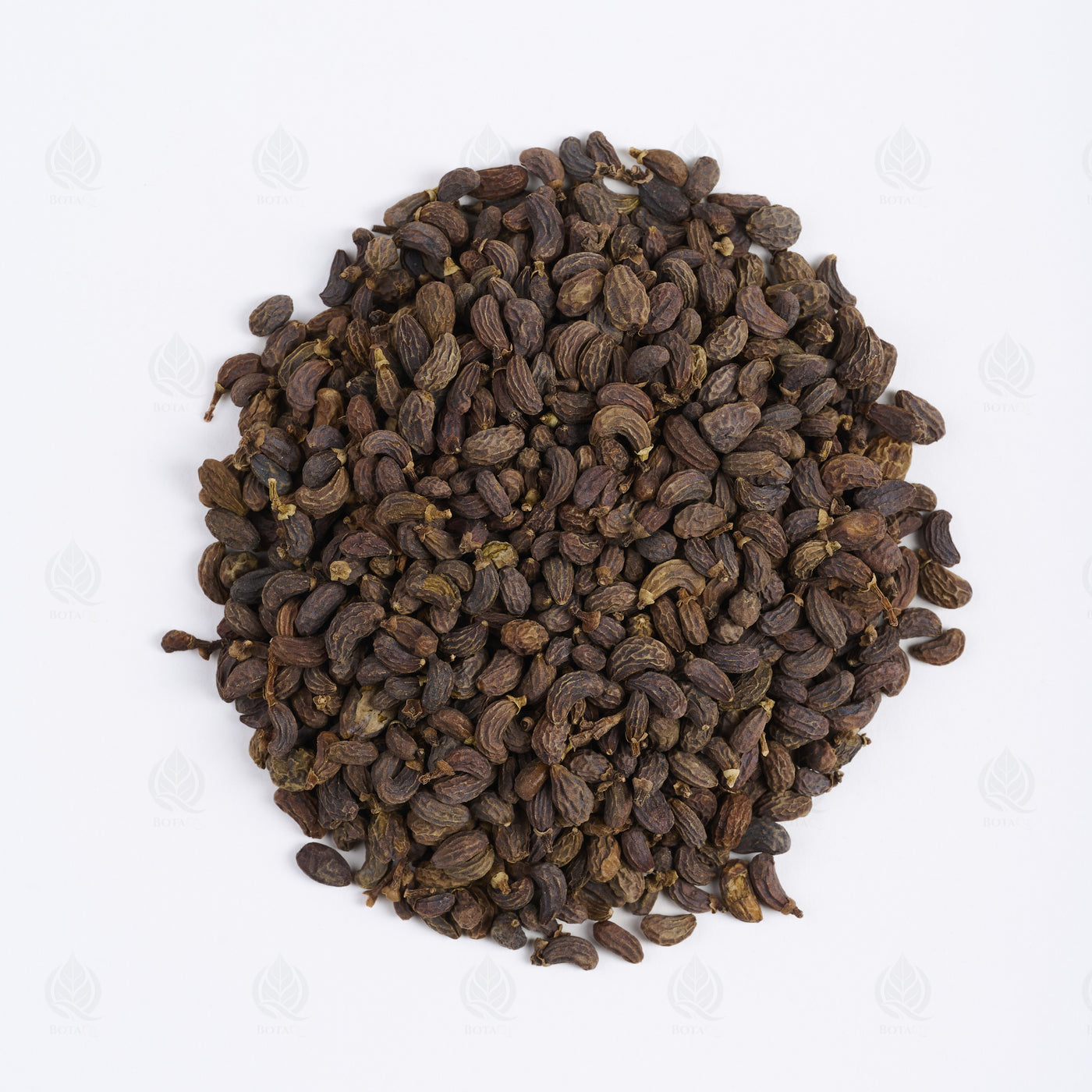 Fruit du Troène de Chine (Nu Zhen Zi) – vue de dessus