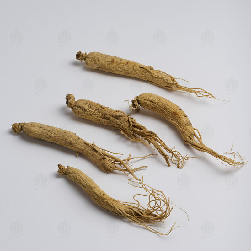 Ginseng Blanc (racine) (Ren Shen) – vue de côté