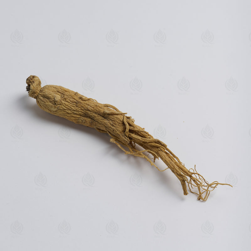 Ginseng Blanc (racine) (Ren Shen) – vue de côté