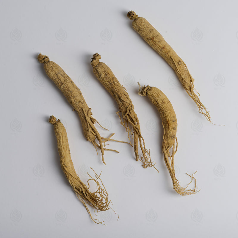 Ginseng Blanc (racine) (Ren Shen) – vue de dessus