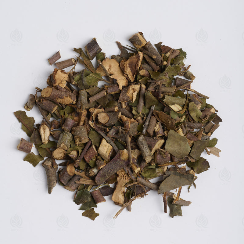 Gui chinois (Loranthus) (Sang Ji Sheng) – vue de dessus