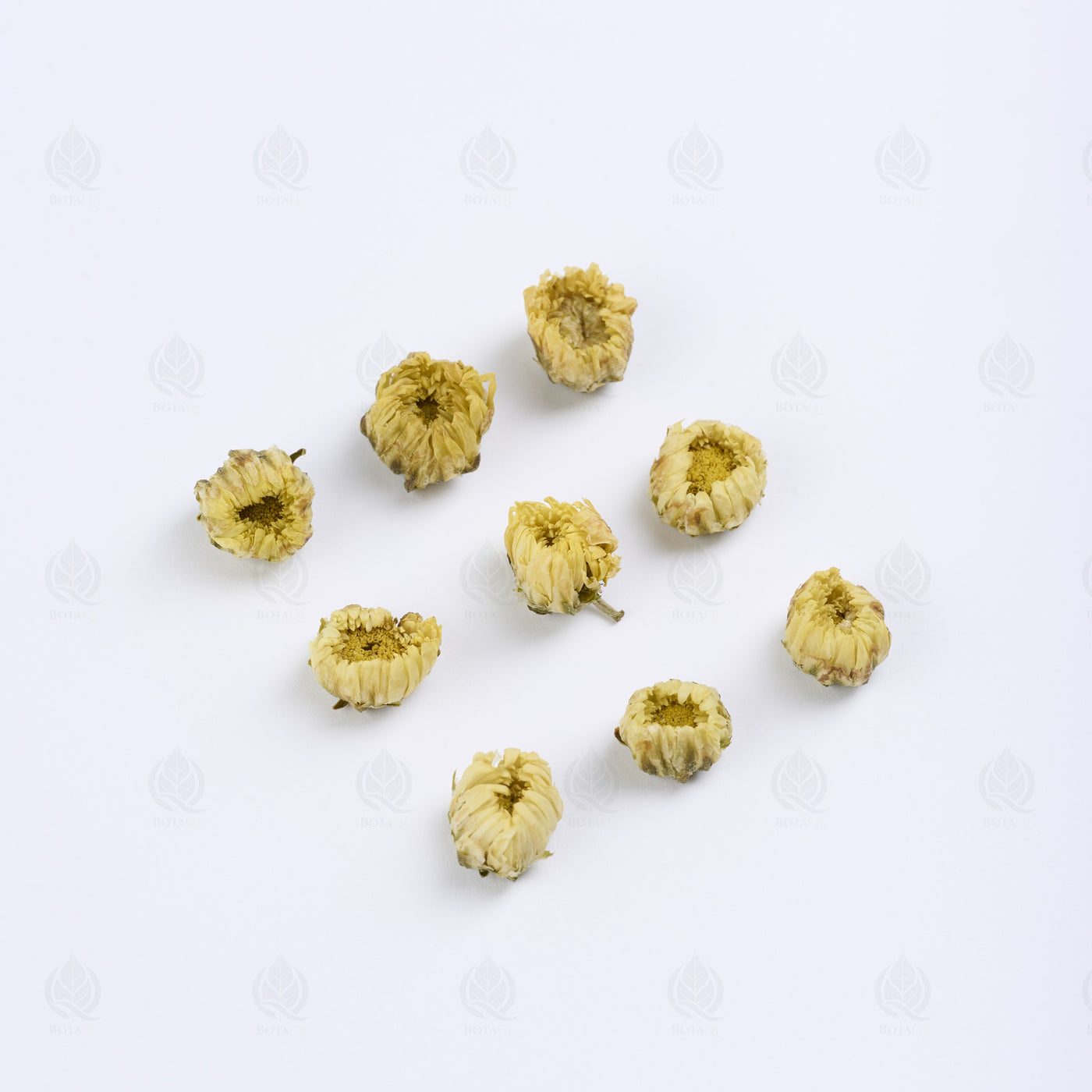 Boutons de Chrysanthème (gros) (Tai Ju Hua) – vue de côté