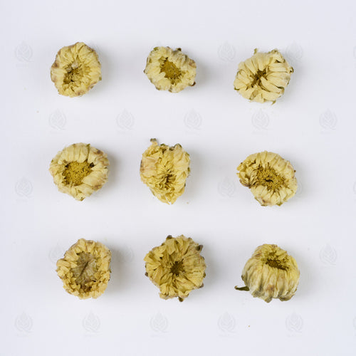 Boutons de Chrysanthème (gros) (Tai Ju Hua) – vue de dessus