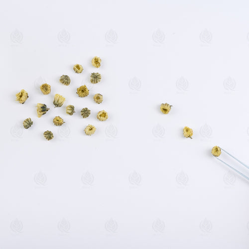 Boutons de Chrysanthème (gros) (Tai Ju Hua) – vue de dessus