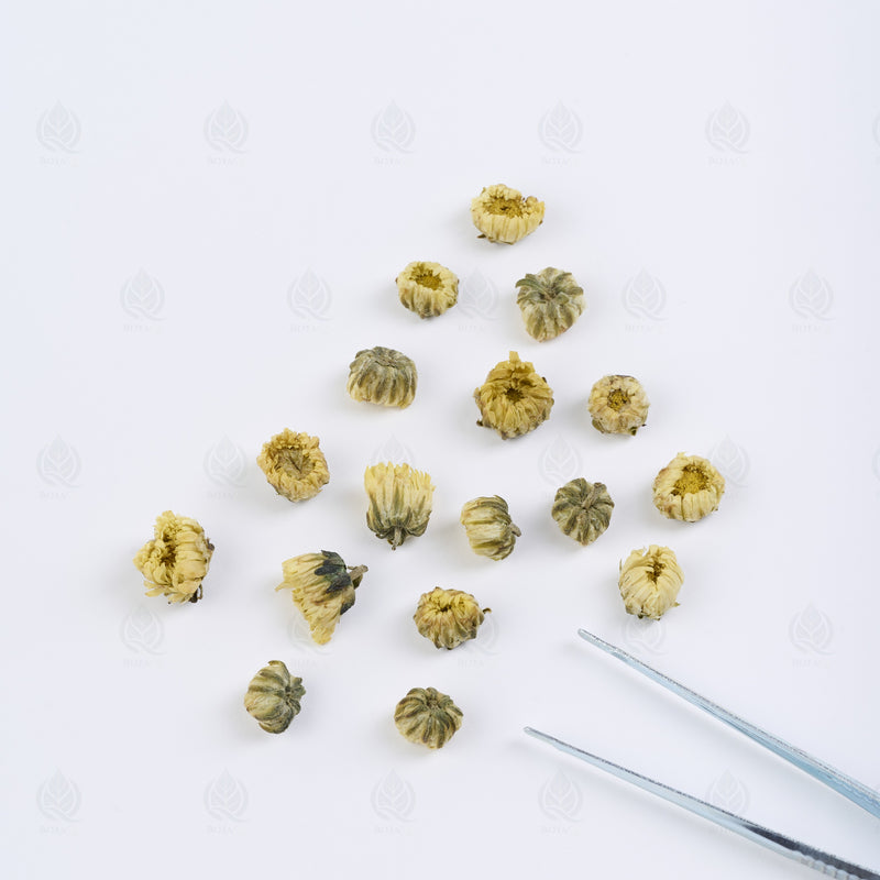 Boutons de Chrysanthème (gros) (Tai Ju Hua) – vue de dessus
