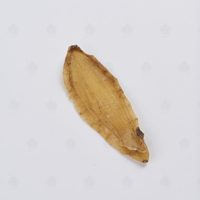 Racine de Gastrodia (Tian Ma) – vue de côté