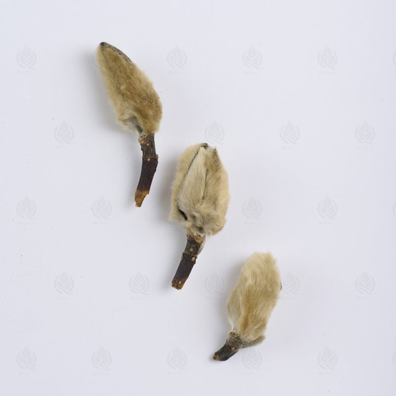 Boutons de Magnolia (Xin Yi Hua) – vue de dessus